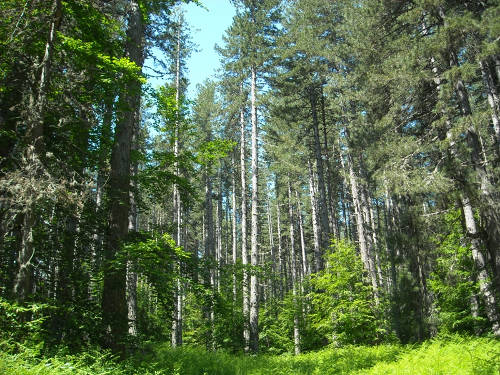 I boschi calabresi sono un patrimonio pubblico e tali devono restare