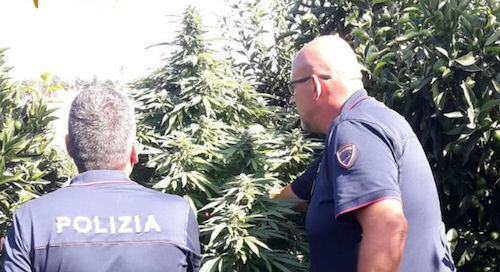 Corigliano Rossano | Casa con giardino di…droga: arrestato un 36enne